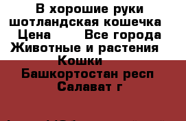 В хорошие руки шотландская кошечка › Цена ­ 7 - Все города Животные и растения » Кошки   . Башкортостан респ.,Салават г.